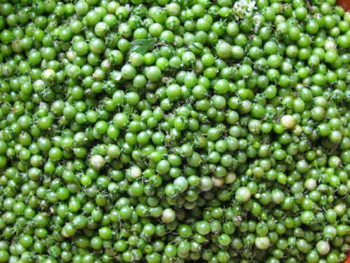 green-corriander-seeds